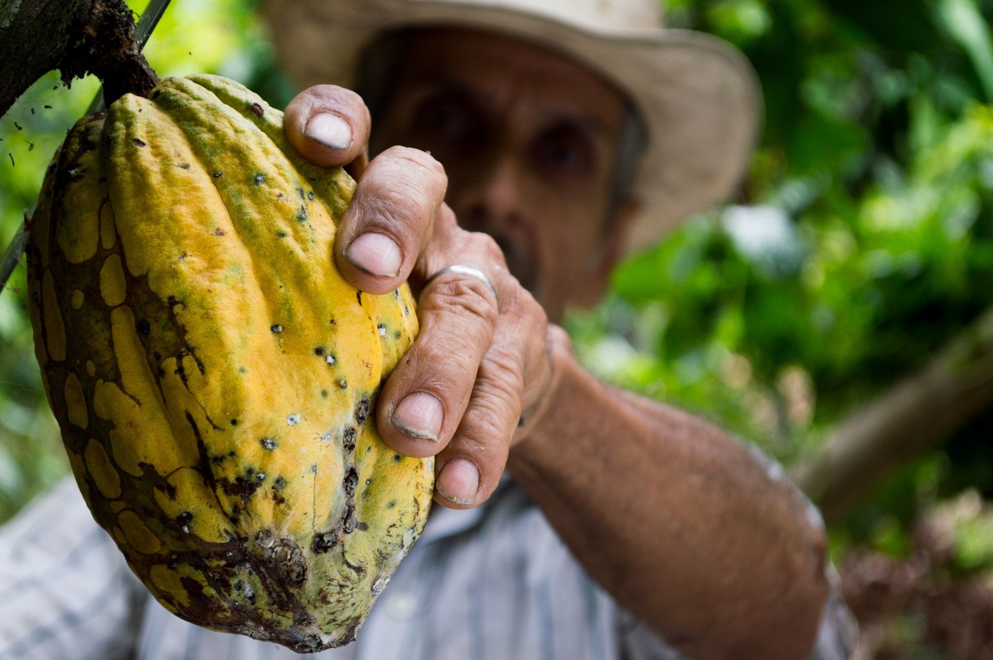 Wat is het verschil tussen rauwe cacao en chocolade?